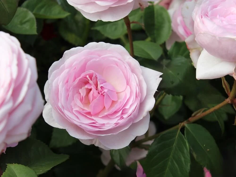 Rosa 'Olivia Rose Austin' (Olivia Rose Austin English Rose